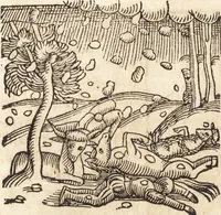 An illustration from Prodigiorvm ac ostentorvm chronicon : quae praeter naturae ordinem, motum, et operationem, et in svperioribus & his inferioribus mundi regionibus, ab exordio mundi usque ad haec nostra tempora, acciderunt ... (1557)