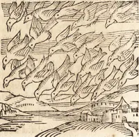 An illustration from Prodigiorvm ac ostentorvm chronicon : quae praeter naturae ordinem, motum, et operationem, et in svperioribus & his inferioribus mundi regionibus, ab exordio mundi usque ad haec nostra tempora, acciderunt ... (1557)