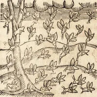 An illustration from Prodigiorvm ac ostentorvm chronicon : quae praeter naturae ordinem, motum, et operationem, et in svperioribus & his inferioribus mundi regionibus, ab exordio mundi usque ad haec nostra tempora, acciderunt ... (1557)