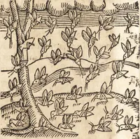 An illustration from Prodigiorvm ac ostentorvm chronicon : quae praeter naturae ordinem, motum, et operationem, et in svperioribus & his inferioribus mundi regionibus, ab exordio mundi usque ad haec nostra tempora, acciderunt ... (1557)