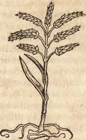 An illustration from Prodigiorvm ac ostentorvm chronicon : quae praeter naturae ordinem, motum, et operationem, et in svperioribus & his inferioribus mundi regionibus, ab exordio mundi usque ad haec nostra tempora, acciderunt ... (1557)