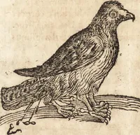 An illustration from Prodigiorvm ac ostentorvm chronicon : quae praeter naturae ordinem, motum, et operationem, et in svperioribus & his inferioribus mundi regionibus, ab exordio mundi usque ad haec nostra tempora, acciderunt ... (1557)
