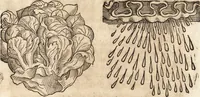 An illustration from Prodigiorvm ac ostentorvm chronicon : quae praeter naturae ordinem, motum, et operationem, et in svperioribus & his inferioribus mundi regionibus, ab exordio mundi usque ad haec nostra tempora, acciderunt ... (1557)