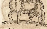 An illustration from Prodigiorvm ac ostentorvm chronicon : quae praeter naturae ordinem, motum, et operationem, et in svperioribus & his inferioribus mundi regionibus, ab exordio mundi usque ad haec nostra tempora, acciderunt ... (1557)