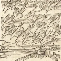 Picture 103 of 990 from Prodigiorvm ac ostentorvm chronicon : quae praeter naturae ordinem, motum, et operationem, et in svperioribus & his inferioribus mundi regionibus, ab exordio mundi usque ad haec nostra tempora, acciderunt ... (1557), leaf 73
