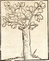 Picture 117 of 990 from Prodigiorvm ac ostentorvm chronicon : quae praeter naturae ordinem, motum, et operationem, et in svperioribus & his inferioribus mundi regionibus, ab exordio mundi usque ad haec nostra tempora, acciderunt ... (1557), leaf 82