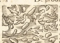 Picture 128 of 990 from Prodigiorvm ac ostentorvm chronicon : quae praeter naturae ordinem, motum, et operationem, et in svperioribus & his inferioribus mundi regionibus, ab exordio mundi usque ad haec nostra tempora, acciderunt ... (1557), leaf 89