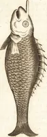 An illustration from Thomae Bartholini De unicornu observationes novae : secunda editione auctiores & emendatiores editae a filio Casparo Bartholino (1678)