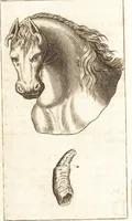 An illustration from Thomae Bartholini De unicornu observationes novae : secunda editione auctiores & emendatiores editae a filio Casparo Bartholino (1678)