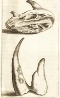 An illustration from Thomae Bartholini De unicornu observationes novae : secunda editione auctiores & emendatiores editae a filio Casparo Bartholino (1678)