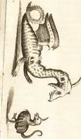 An illustration from Thomae Bartholini De unicornu observationes novae : secunda editione auctiores & emendatiores editae a filio Casparo Bartholino (1678)