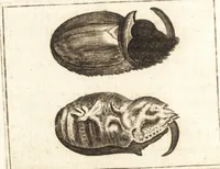 An illustration from Thomae Bartholini De unicornu observationes novae : secunda editione auctiores & emendatiores editae a filio Casparo Bartholino (1678)