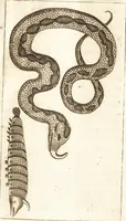 An illustration from Thomae Bartholini De unicornu observationes novae : secunda editione auctiores & emendatiores editae a filio Casparo Bartholino (1678)