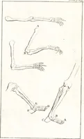 An illustration from A treatise of painting (1721)