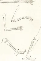 Picture 11 of 42 from A treatise of painting (1721), leaf 133