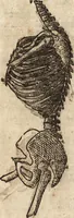 An illustration from Varia conmensuracion para le escultura y arquitectura (1675)