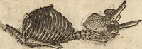 An illustration from Varia conmensuracion para le escultura y arquitectura (1675)
