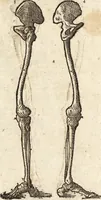 An illustration from Varia conmensuracion para le escultura y arquitectura (1675)