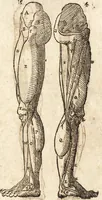 An illustration from Varia conmensuracion para le escultura y arquitectura (1675)