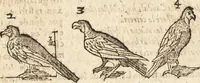 An illustration from Varia conmensuracion para le escultura y arquitectura (1675)