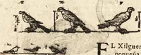 An illustration from Varia conmensuracion para le escultura y arquitectura (1675)