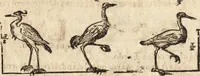 An illustration from Varia conmensuracion para le escultura y arquitectura (1675)