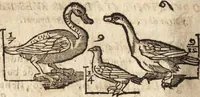 An illustration from Varia conmensuracion para le escultura y arquitectura (1675)
