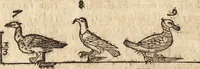 An illustration from Varia conmensuracion para le escultura y arquitectura (1675)