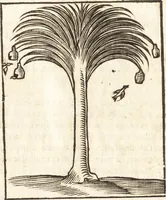 An illustration from Les voyages et obseruations du Sieur de La Boullaye-Le-Gouz, gentil-homme angeuin : où sont décrites les religions, gouuernemens, & situations des estats & royaumes d'Italie, Grece, Natolie, Syrie, Perse, Palestine, Karamenie, Kaldée, Assyrie, grand Mogol, Bijapour, Indes orientales des Portugais, Arabie, Egypte, Holande, grande Bretagne, Irlande, Dannemark, Pologne, isles & autres lieux d'Europe, Asie & Affrique, ou il à seiourné, le tout enrichy de belles figures ; et dedié à l'Eminentissime Cardinal Capponi (1653)
