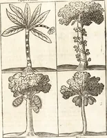 An illustration from Les voyages et obseruations du Sieur de La Boullaye-Le-Gouz, gentil-homme angeuin : où sont décrites les religions, gouuernemens, & situations des estats & royaumes d'Italie, Grece, Natolie, Syrie, Perse, Palestine, Karamenie, Kaldée, Assyrie, grand Mogol, Bijapour, Indes orientales des Portugais, Arabie, Egypte, Holande, grande Bretagne, Irlande, Dannemark, Pologne, isles & autres lieux d'Europe, Asie & Affrique, ou il à seiourné, le tout enrichy de belles figures ; et dedié à l'Eminentissime Cardinal Capponi (1653)