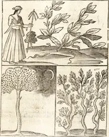 An illustration from Les voyages et obseruations du Sieur de La Boullaye-Le-Gouz, gentil-homme angeuin : où sont décrites les religions, gouuernemens, & situations des estats & royaumes d'Italie, Grece, Natolie, Syrie, Perse, Palestine, Karamenie, Kaldée, Assyrie, grand Mogol, Bijapour, Indes orientales des Portugais, Arabie, Egypte, Holande, grande Bretagne, Irlande, Dannemark, Pologne, isles & autres lieux d'Europe, Asie & Affrique, ou il à seiourné, le tout enrichy de belles figures ; et dedié à l'Eminentissime Cardinal Capponi (1653)
