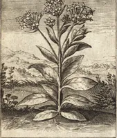 An illustration from Zodiacus Christianus, das ist Christelicher Himmelcirckel, oder, zwölff Zeichen bey welche[n] ein ieder Christ erkenne[n] vnd schliessen kan, ob er von Gott zum ewigen Leben fürsehen vnd erwölet oder nicht : sampt XII schöne[n] Figuren, durch welche bemelte Zeiche[n] für Augen gestelt werden (1624)