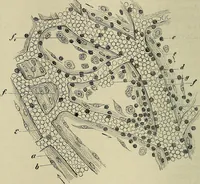 An illustration from Grundriss und Atlas der allgemeinen Chirurgie (1905)
