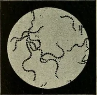 An illustration from Grundriss und Atlas der allgemeinen Chirurgie (1905)