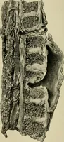 Picture 71 of 110 from Grundriss und Atlas der allgemeinen Chirurgie (1905), leaf 346