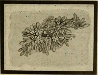 An illustration from Grundriss und Atlas der allgemeinen Chirurgie (1905)