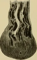 Picture 86 of 110 from Grundriss und Atlas der allgemeinen Chirurgie (1905), leaf 411