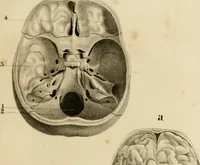 An illustration from Grundzüge der Phrenologie; oder, Anleitung zum Studium dieser Wissenschaft (1842)