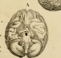 An illustration from Grundzüge der Phrenologie; oder, Anleitung zum Studium dieser Wissenschaft (1842)