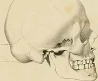 An illustration from Grundzüge der Phrenologie; oder, Anleitung zum Studium dieser Wissenschaft (1842)