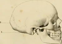 An illustration from Grundzüge der Phrenologie; oder, Anleitung zum Studium dieser Wissenschaft (1842)