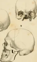 An illustration from Grundzüge der Phrenologie; oder, Anleitung zum Studium dieser Wissenschaft (1842)