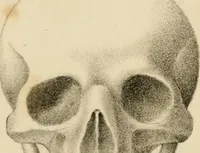 An illustration from Grundzüge der Phrenologie; oder, Anleitung zum Studium dieser Wissenschaft (1842)