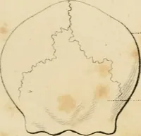 An illustration from Grundzüge der Phrenologie; oder, Anleitung zum Studium dieser Wissenschaft (1842)