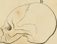 An illustration from Grundzüge der Phrenologie; oder, Anleitung zum Studium dieser Wissenschaft (1842)