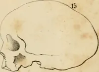 An illustration from Grundzüge der Phrenologie; oder, Anleitung zum Studium dieser Wissenschaft (1842)