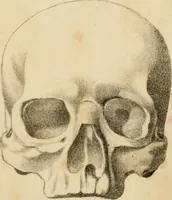 An illustration from Grundzüge der Phrenologie; oder, Anleitung zum Studium dieser Wissenschaft (1842)