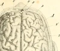 Picture 2 of 27 from Grundzüge der Phrenologie; oder, Anleitung zum Studium dieser Wissenschaft, mit Berücksichtigung der neueren Forschungen auf dem Gebiete der Physiologie und Psychologie (1856), leaf 612