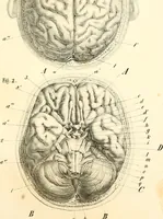 Picture 3 of 27 from Grundzüge der Phrenologie; oder, Anleitung zum Studium dieser Wissenschaft, mit Berücksichtigung der neueren Forschungen auf dem Gebiete der Physiologie und Psychologie (1856), leaf 612