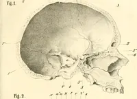 Picture 4 of 27 from Grundzüge der Phrenologie; oder, Anleitung zum Studium dieser Wissenschaft, mit Berücksichtigung der neueren Forschungen auf dem Gebiete der Physiologie und Psychologie (1856), leaf 614